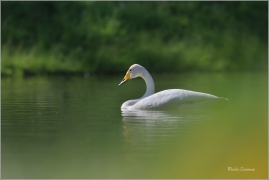 <p>LABUŤ ZPĚVNÁ (Cygnus cygnus) ---- /Whooper swan - Singschwan/</p>